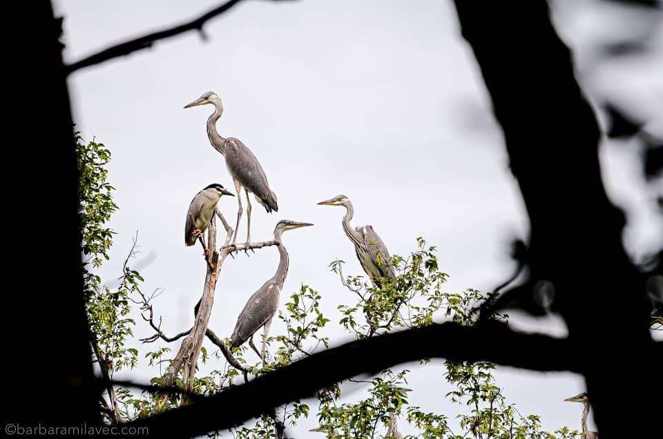 22-nature-conservation-photographer