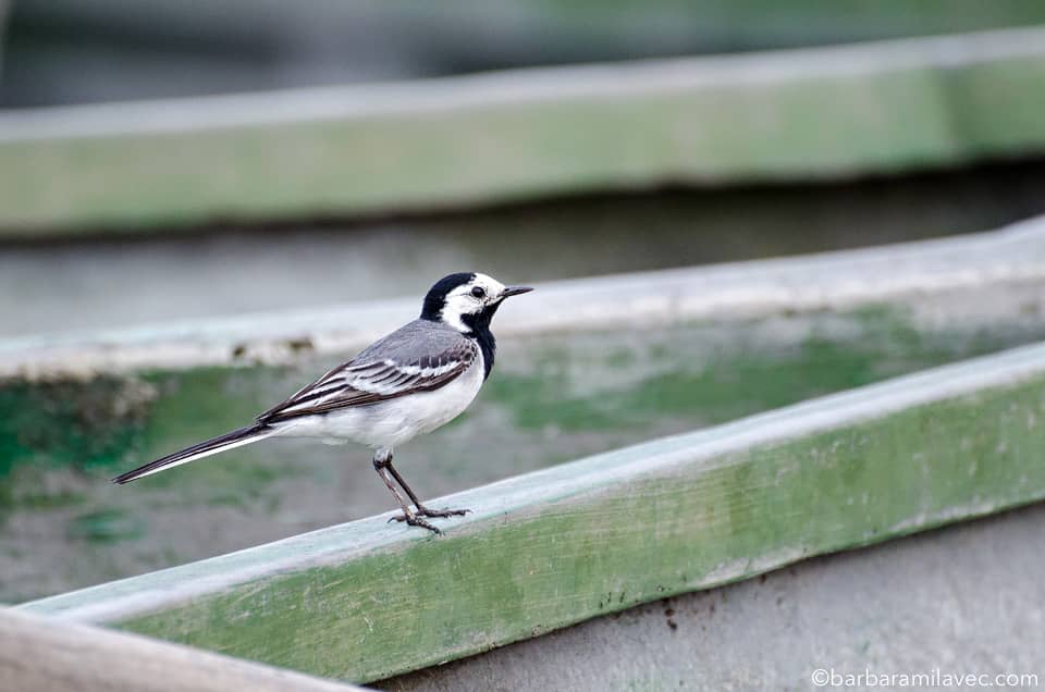 05-nature-conservation-photographer