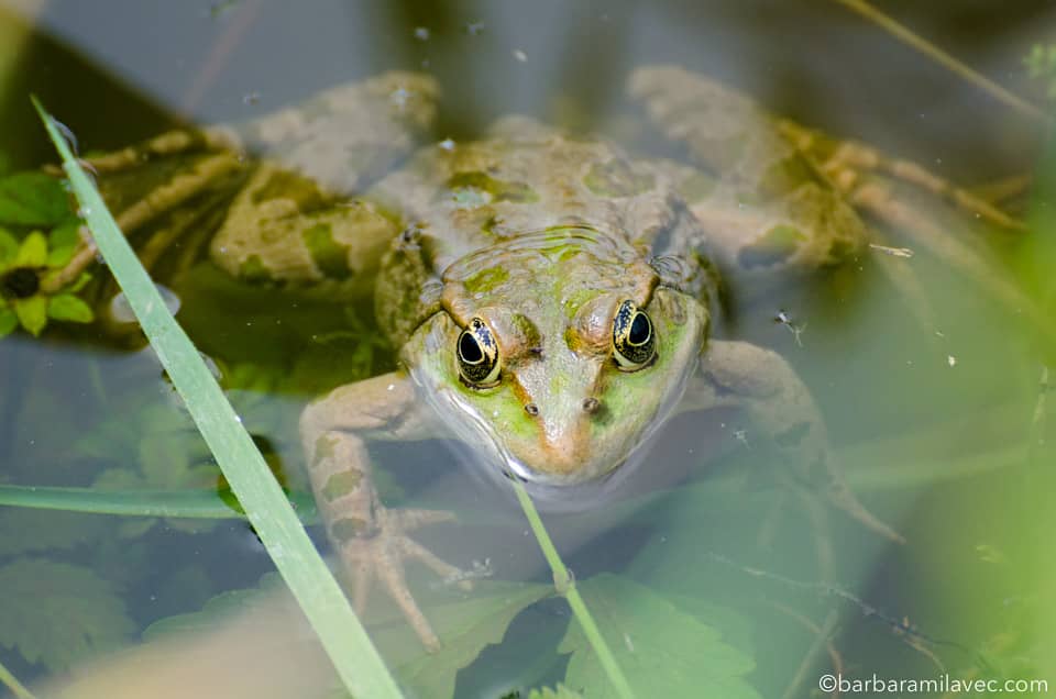 14-nature-conservation-photographer