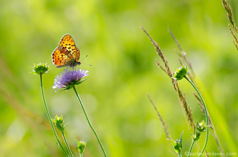32-nature-conservation-photographer
